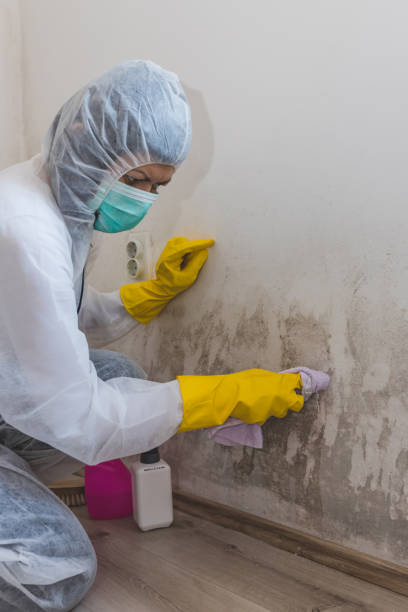 Best Mold Prevention Services  in Tomah, WI